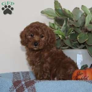 Garfield, Cavapoo Puppy